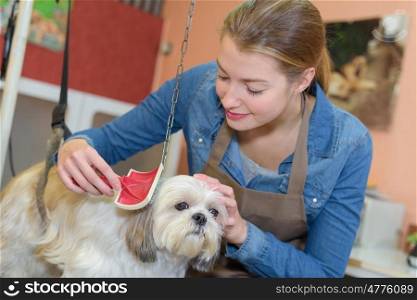 Woman grooming small dog