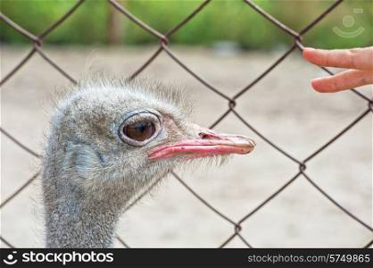 Woman hand and ostrich in sunny day. ostrich