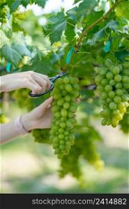 Woman hand harvesting grapes outdoors in vineyard.