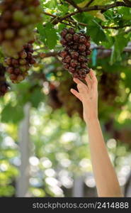 Woman hand harvesting grapes outdoors in vineyard.