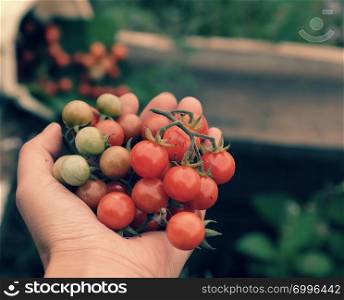 Woman hand harvesting wild cherry tomato grow in garden, close up shot of red ripe tomatoes in hand, fresh fruit bunch on green blur background in nature at Da lat, Viet Nam on day