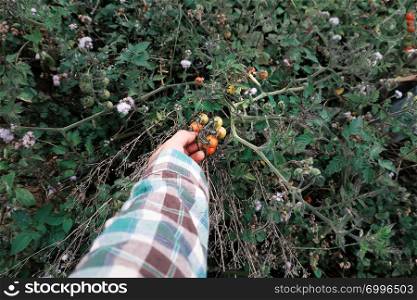 Woman hand harvesting wild cherry tomato grow in grassland, photo in cyan color from top view, red ripe tomatoes, fresh fruit bunch on green in nature at Da lat, Viet Nam on day