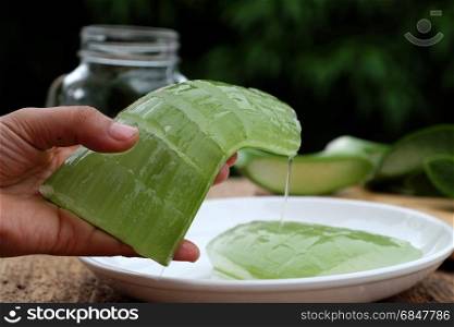 Woman hand hold aloe vera leaf with gel, a kind of herbal medicine with many use in health care, also organic cosmetic, skin care