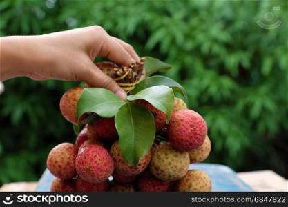 Woman hand hold bunch of litchi fruit or lychee fruits, a tropical agriculture product that delicious, sweet at Bac Giang, this also call Vai thieu at Vietnam