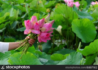 Woman hand hold lotus flower bouquet just harvest from lotus pond, pink flower beautiful on green field background