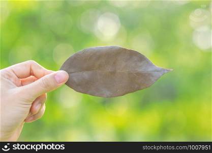 Woman hand holding dried leaf with on green natural background in the garden outdoor. Social Responsibility Concept