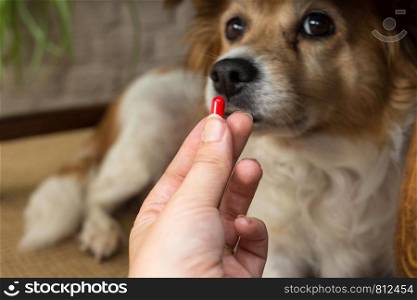 woman hand holding pills and close-up medicine and medications that are important in dogs. blurred background . ideas, concepts, Some dog breeds do not like to take medicine when sick close-up. woman hand holding pills and close-up medicine and medications that are important in dogs. blurred background . ideas, concepts, Some dog breeds do not like to take medicine when sick