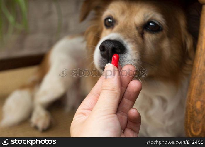 woman hand holding pills and close-up medicine and medications that are important in dogs. blurred background . ideas, concepts, Some dog breeds do not like to take medicine when sick close-up. woman hand holding pills and close-up medicine and medications that are important in dogs. blurred background . ideas, concepts, Some dog breeds do not like to take medicine when sick