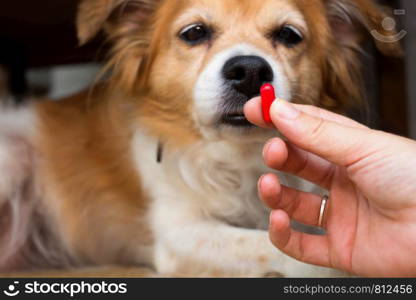 woman hand holding pills and close-up medicine and medications that are important in dogs. blurred background . ideas, concepts, Some dog breeds do not like to take medicine when sick close-up. woman hand holding pills and close-up medicine and medications that are important in dogs. blurred background . ideas, concepts, Some dog breeds do not like to take medicine when sick