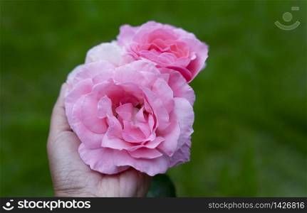 Woman hand holding pink english rose at english garden with blurry green nature background.