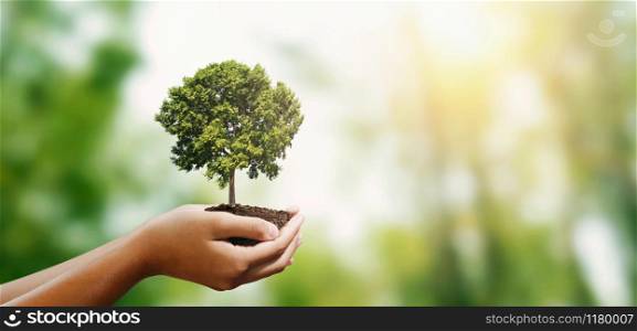 woman hand holding tree on blur green nature background. concept eco earth day
