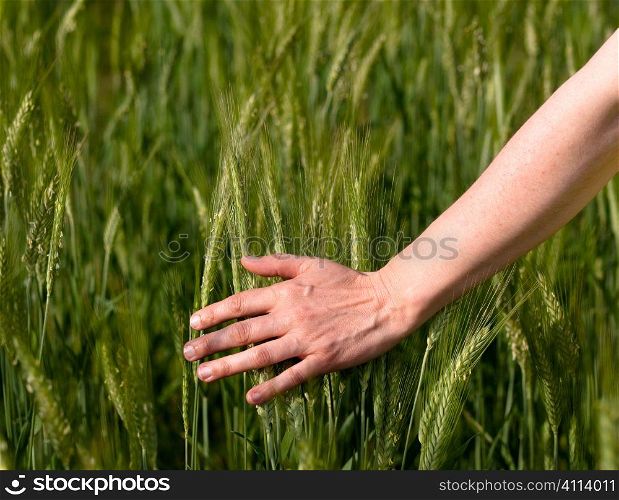 Woman hand in barley field