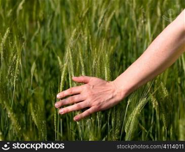 Woman hand in barley field