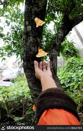 Woman hand pick yellow mushroom on phloem of tree trunk, wild mushrooms danger by poison and hard to know, and it appear in rainy season, Da Lat, Vietnam