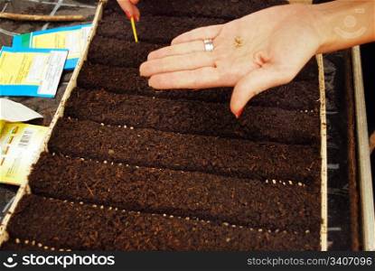 woman hand planting the seeds into the ground