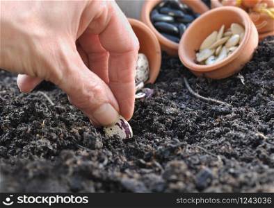 woman hand sowing seeds in vegetable garden soil