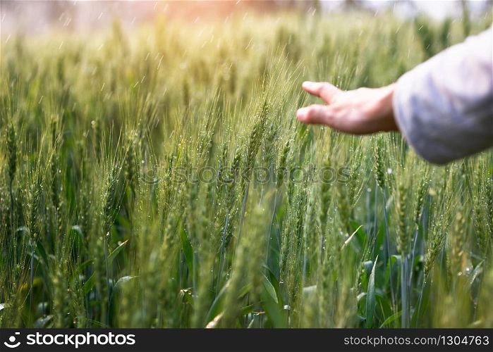 Woman hand touch over the green field of barley. Atmospheric authentic moment. Stylish girl enjoying peaceful evening in countryside. Copy space. Rural slow life