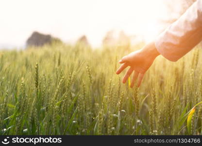 Woman hand touch over the green field of barley. Atmospheric authentic moment. Stylish girl enjoying peaceful evening in countryside. Copy space. Rural slow life