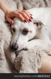 Woman hand touching a cute relaxed jack russell dog. The atmosphere of home comfort. Terrier laying on the grey blanket.