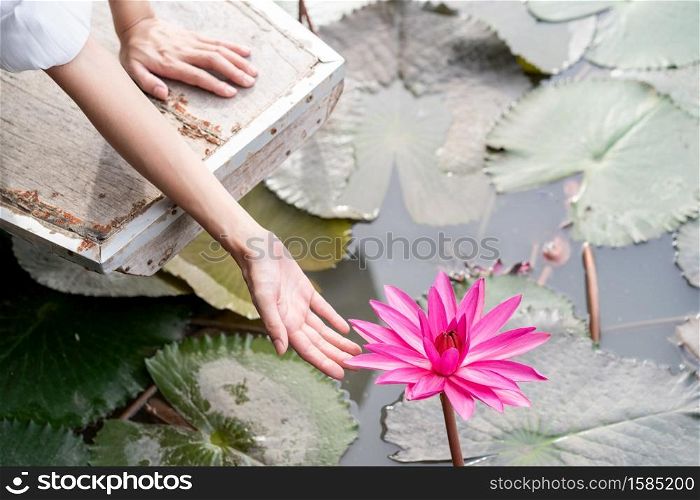 Woman hand with Pink water lily flower, pink Nymphaea lotus, on green leaf in water background.
