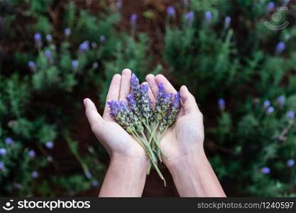 Woman hands filled up with fresh lavender flower