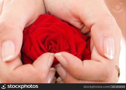 Woman hands heart with red rose petals