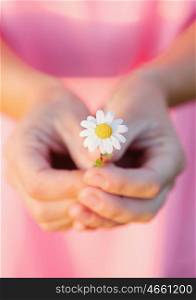 Woman hands holding a beautiful daisy with pink blurred background