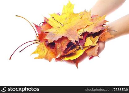 woman hands holding beautiful leaves