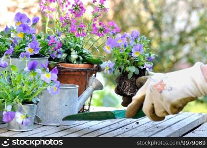 woman hands holding flower to plant in the garden 