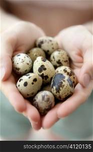 woman hands holding fragile quail eggs