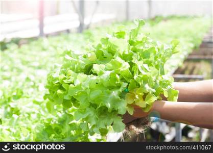 Woman hands holding fresh green oak salad in hydroponics farm. Healthy lifestyle