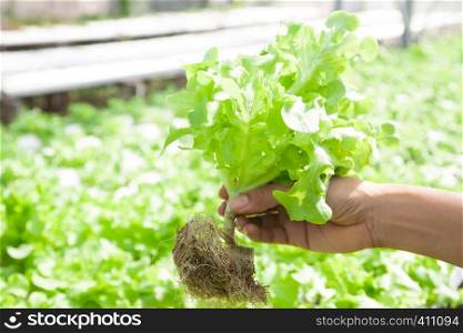 Woman hands holding fresh green oak salad in hydroponics farm. Healthy lifestyle. Close up
