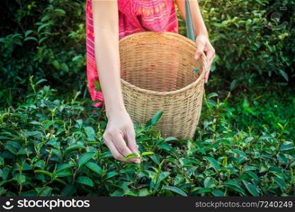 Woman hands holding young green tea leaves on hill in the morning with sunrise ray, agricultural tree plantation.