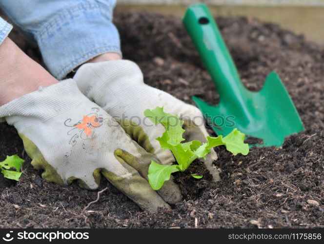 woman hands planting lettuce in garden soil