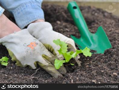 woman hands planting lettuce in garden soil