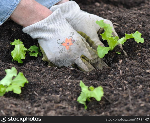 woman hands planting lettuce in garden soil