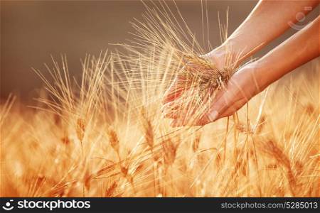Woman hands touching golden wheat field, happy farmer enjoying great harvest, agricultural industry, autumn season concept