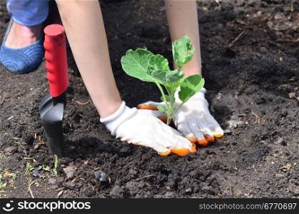 woman hands with new plant