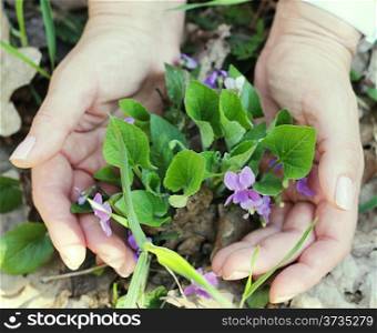 woman hans with bunch of spring violets