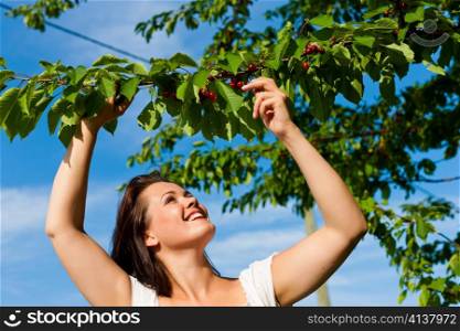 Woman harvesting cherries in summer in her garden