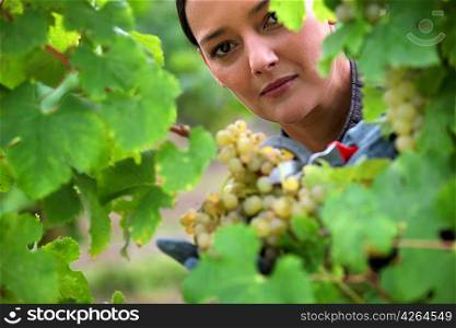 Woman harvesting grapes.