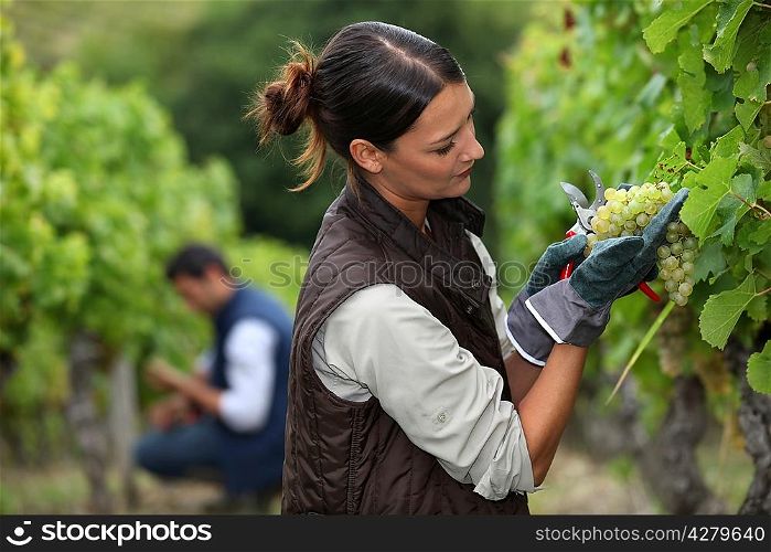 Woman harvesting grapes