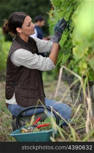 Woman harvesting grapes.