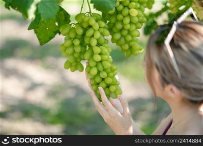 Woman harvesting grapes outdoors in vineyard.