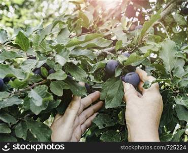 Woman harvesting ripe, juicy plums against the rays of the setting sun. Close-up. Healthy eating concept. Woman harvesting ripe, juicy plums. Healthy eating concept