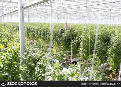 Woman harvesting tomatoes in Greenhouse