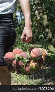 Woman hold basket with peaches in orchard.