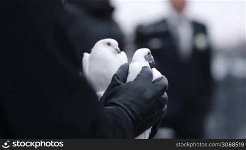 Woman holding a dove in her gloved hands as she waits for the sign to release it as a symbol of good luck at a wedding ceremony