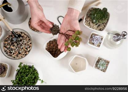 Woman holding Aeonium house Plant rooted cutting for planting potting.. Woman holding Aeonium house Plant rooted cutting for planting potting
