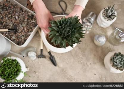 Woman holding Aloe Aristata house plant with roots for replanting.. Woman holding Aloe Aristata house plant with roots for replanting